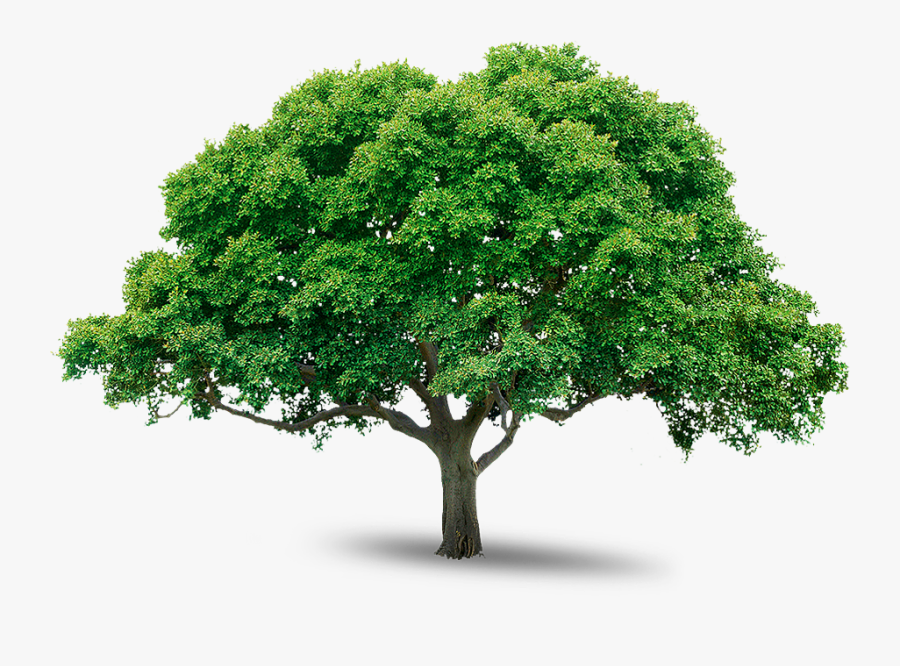 Tree Png - Trees Png Free Download, Transparent Clipart