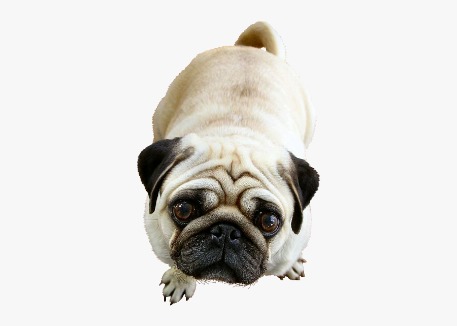 Pug Dog, Transparent Clipart