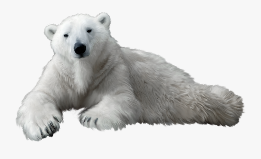 Polar Bear Png Clip Art - Polar Bear No Background, Transparent Clipart