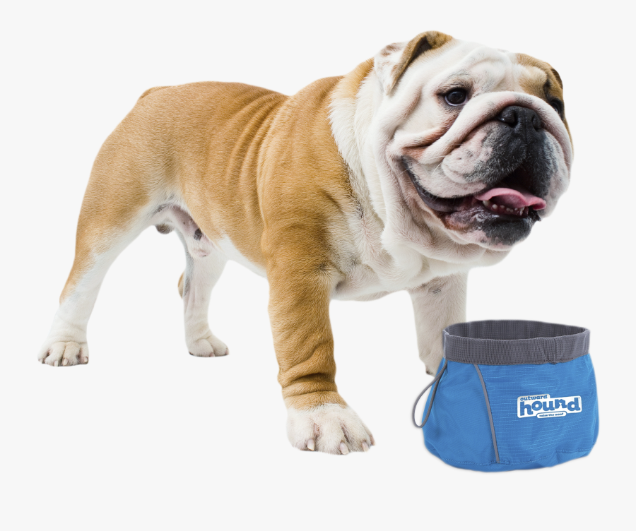 Clip Art Puppy Pug - Bulldog, Transparent Clipart
