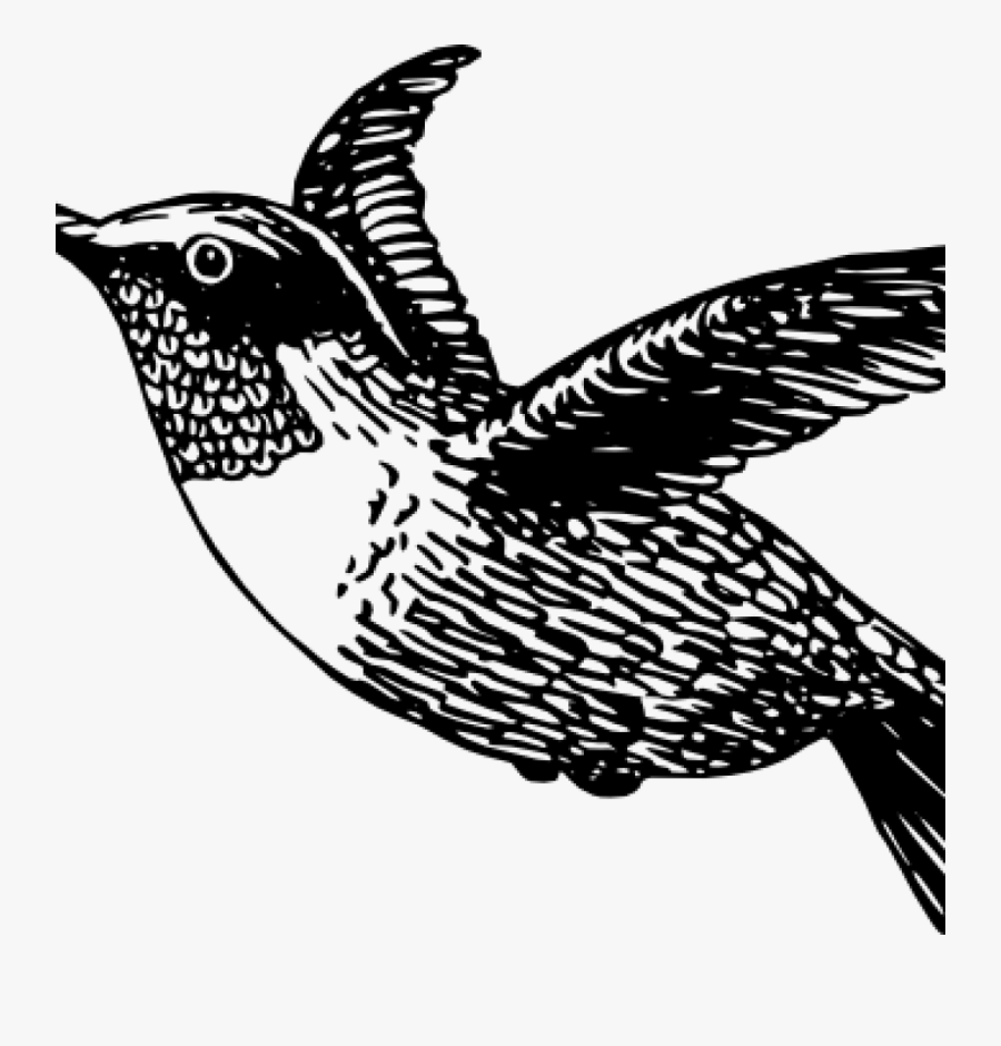 Hummingbird Clipart Thank You Clipart - Beija Flor Em Preto E Branco, Transparent Clipart
