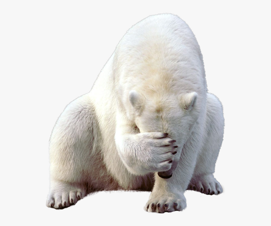 Polar White Bear Png - Sad Polar Bear Transparent, Transparent Clipart