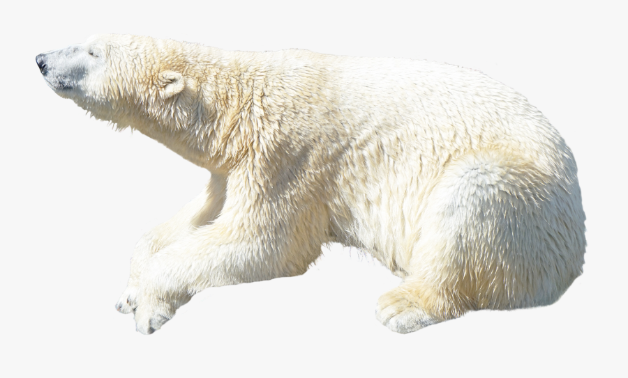 Transparent Background Polar Bear Png, Transparent Clipart