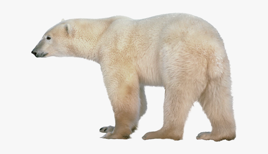 Polar Bear Transparent Background, Transparent Clipart