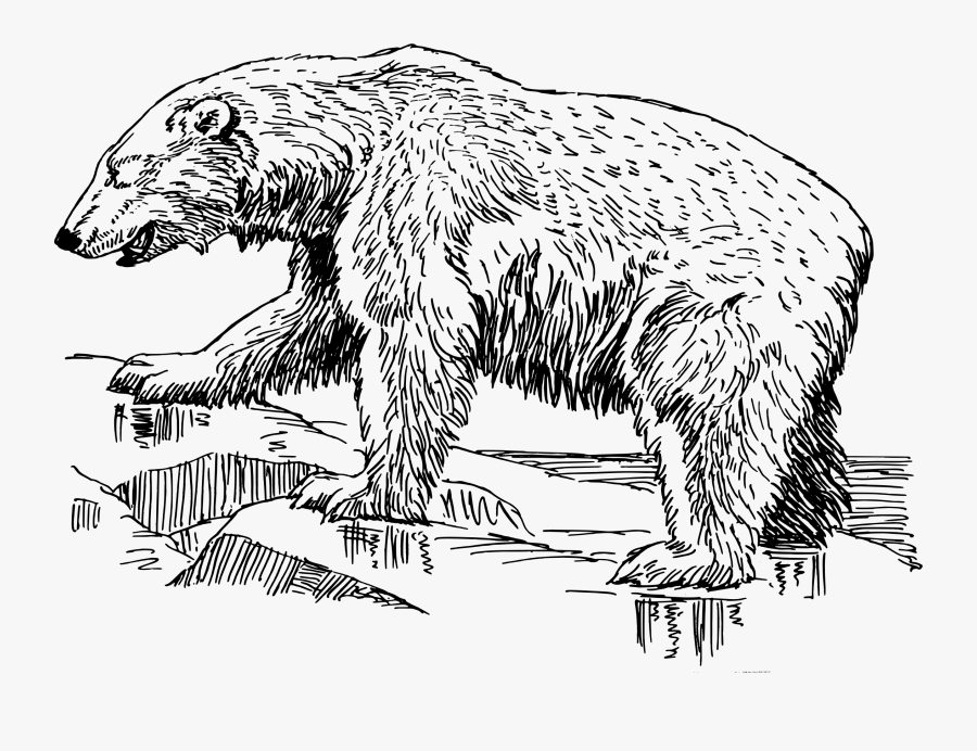 Polar Bear - Polar Bear Drawing Png, Transparent Clipart