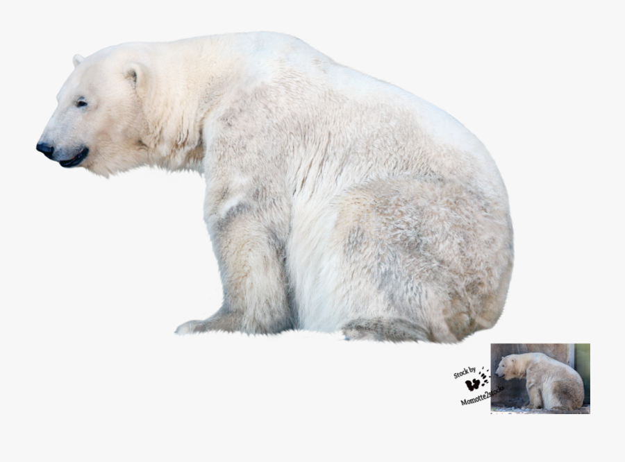 Polar Bear Png File Vector, Clipart, Psd - Polar Bear Transparent Background, Transparent Clipart