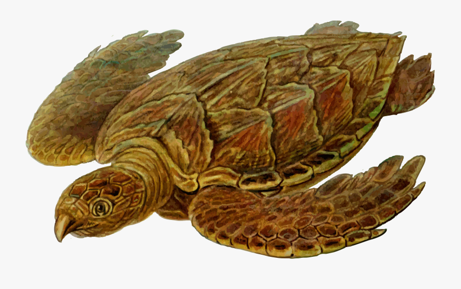 Free Clip Art "prehistoric Turtle - Prehistoric Turtles, Transparent Clipart