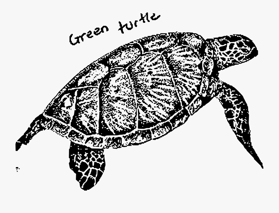 Green Turtle Clip Arts - Turtles Green Turtle Black And White, Transparent Clipart