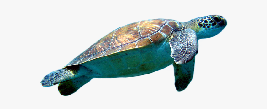 Balık Png, Transparent Clipart