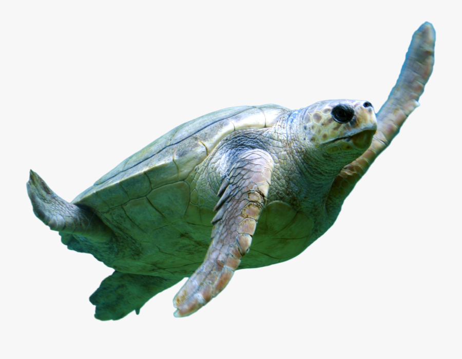Transparent Tortoise Clipart - Turtles In Croatia, Transparent Clipart