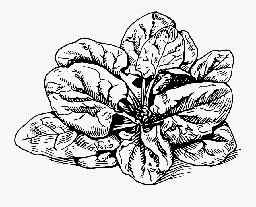 Clipart - Spinach Black And White, Transparent Clipart