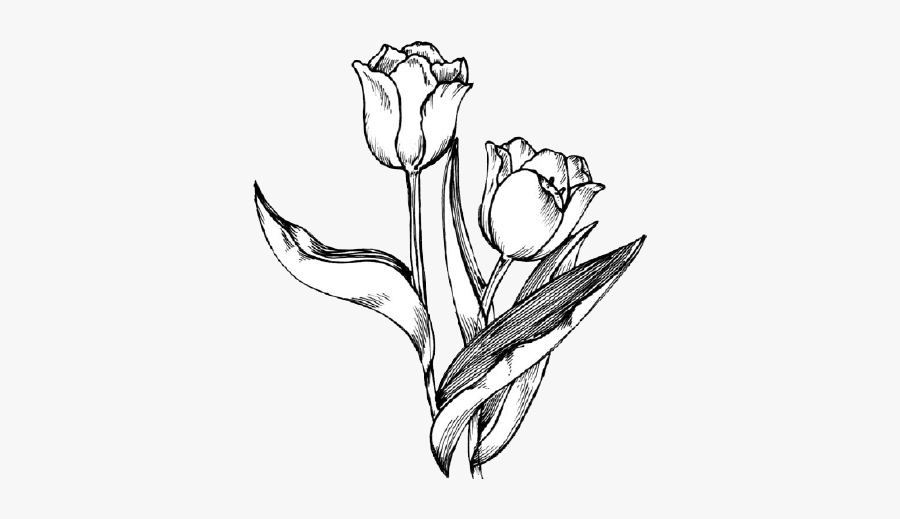 Picture Freeuse Download Drawing Flower Clip Art - Tulips Flower Drawing Vector, Transparent Clipart