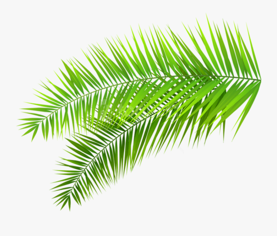 Transparent Palm Sunday Clip Art - Palm Leaf Transparent Background, Transparent Clipart