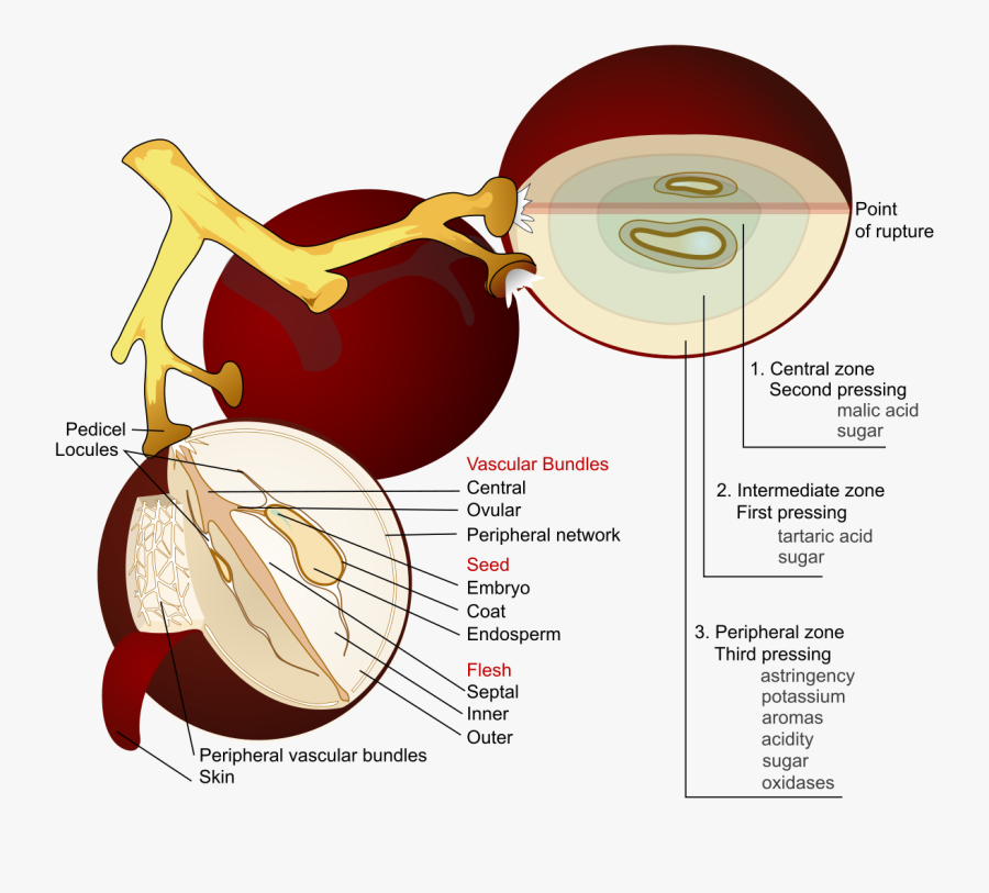 Free Vector Wine Grape Diagram En Clip Art - Grape Anatomy, Transparent Clipart