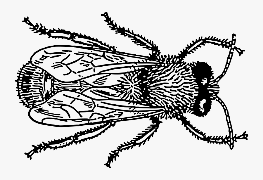 Drone 1 - Bugs Drawing Png, Transparent Clipart