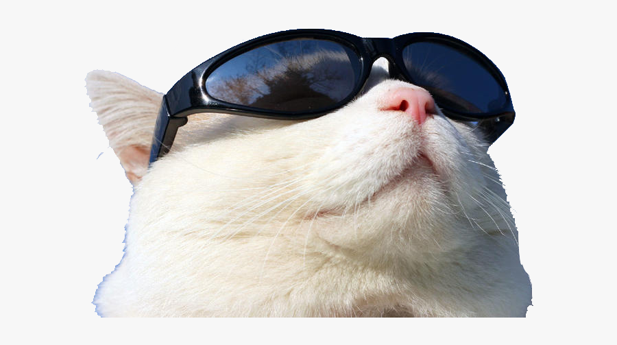 Wearing Cat Github Sunglasses Sunscreen Free Transparent - Cat With Sunglasses Png, Transparent Clipart