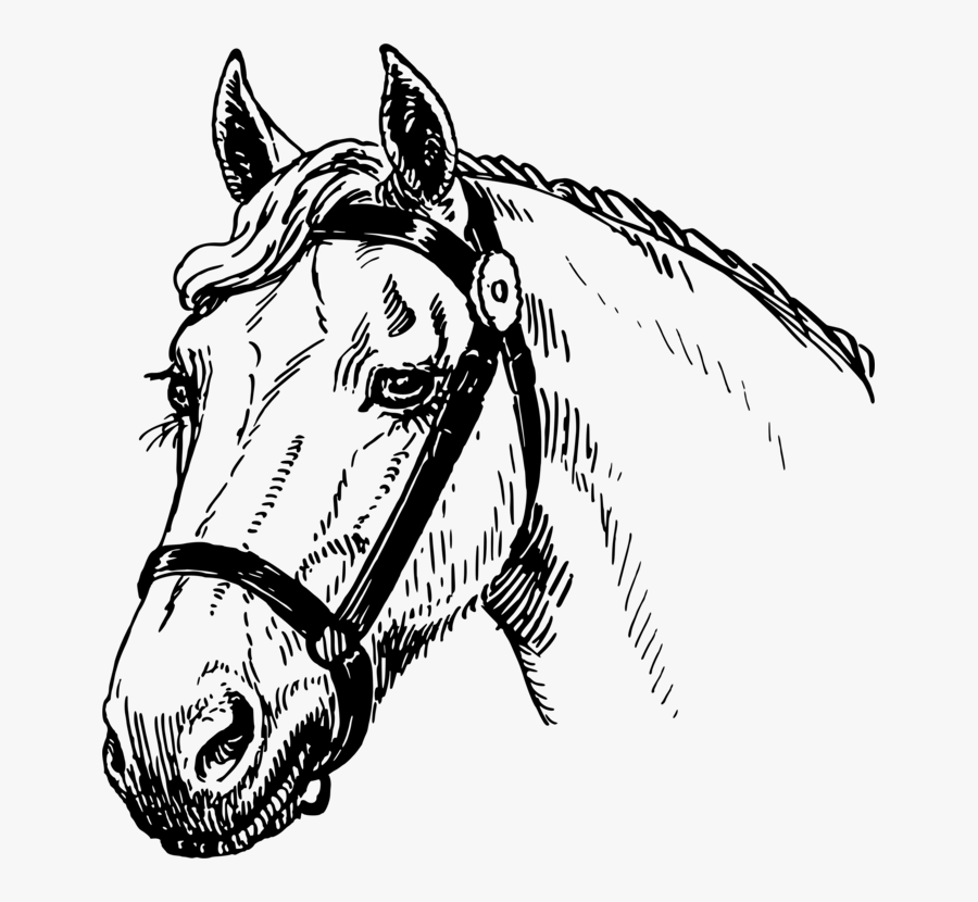 Transparent Mustang Head Clipart - Horse Head Sketch Big, Transparent Clipart