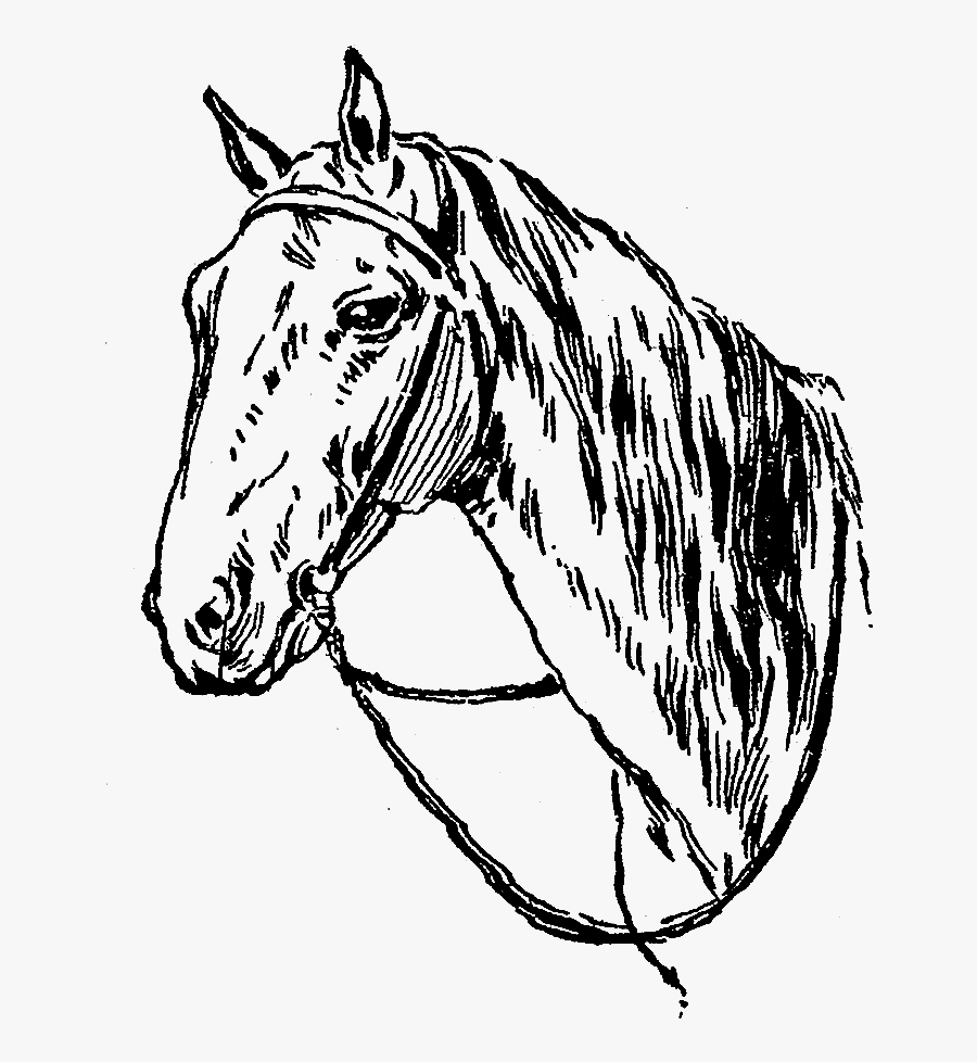 Horse Image Illustration Digital - Mane, Transparent Clipart