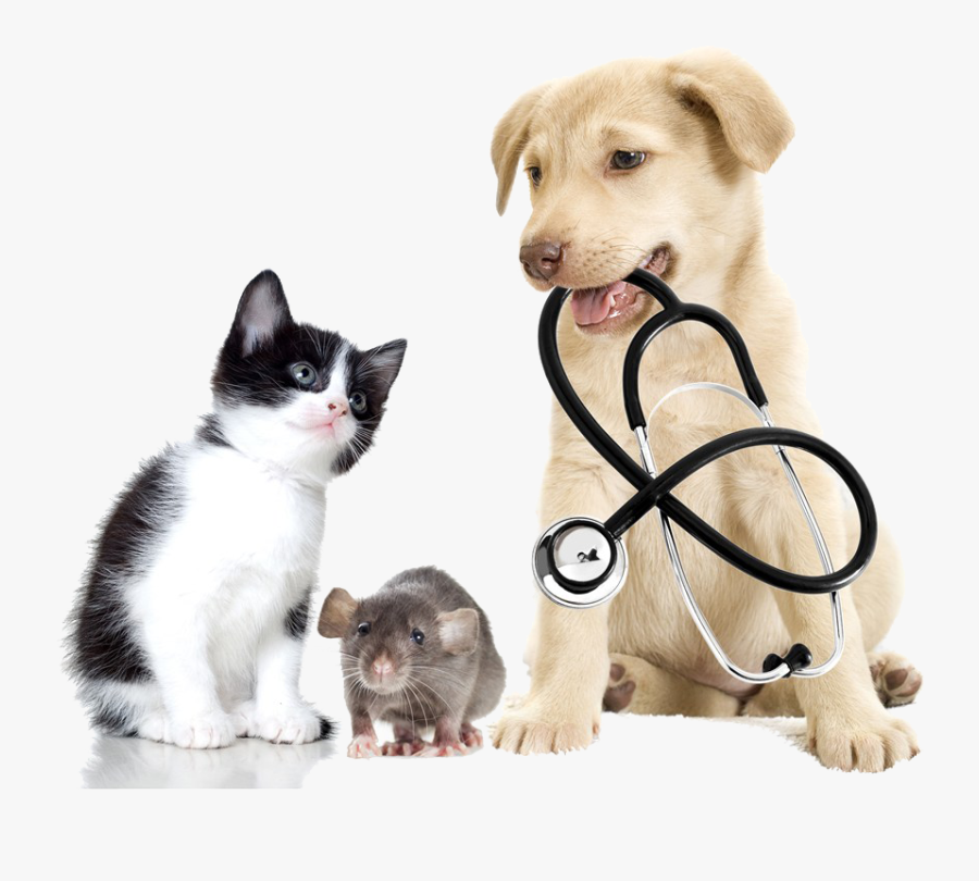 And Pet Veterinary Vxe9txe9rinaire Clinique Cats Veterinarian - Animal Doctor, Transparent Clipart