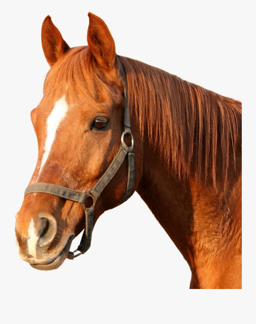 Horse Dog And Cat, Transparent Clipart