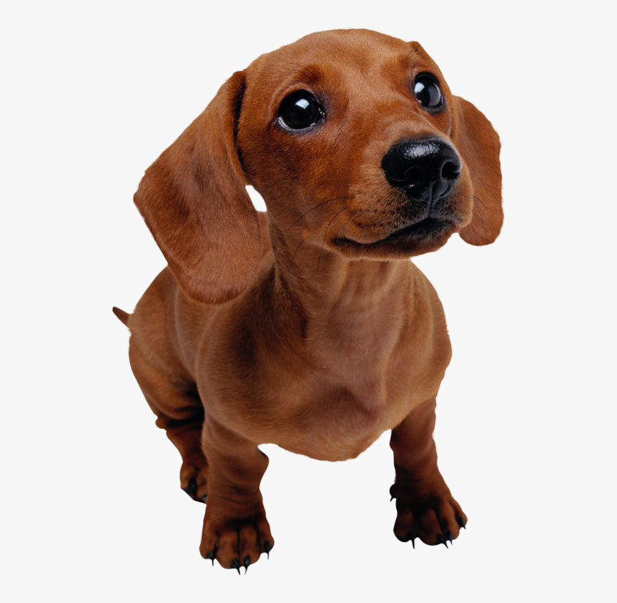 Training Pet Dog Veterinarian Puppy Dachshund Clipart - Dachshund Puppy Transparent Background, Transparent Clipart