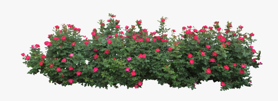 Hedges Clipart Flower Bush - Bushes Png, Transparent Clipart