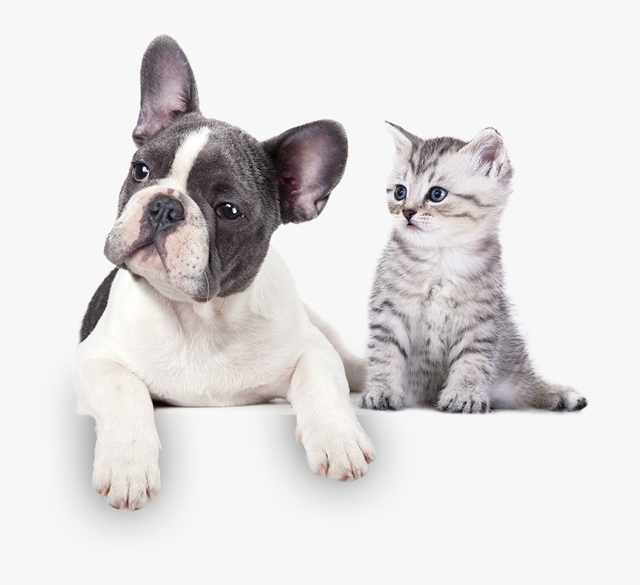 Meet The Team - Pets Food, Transparent Clipart