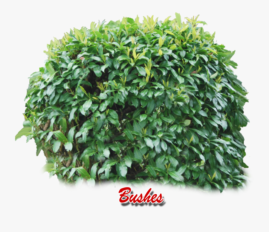 Transparent Shrubs Clipart - Transparent Background Bushes Png, Transparent Clipart