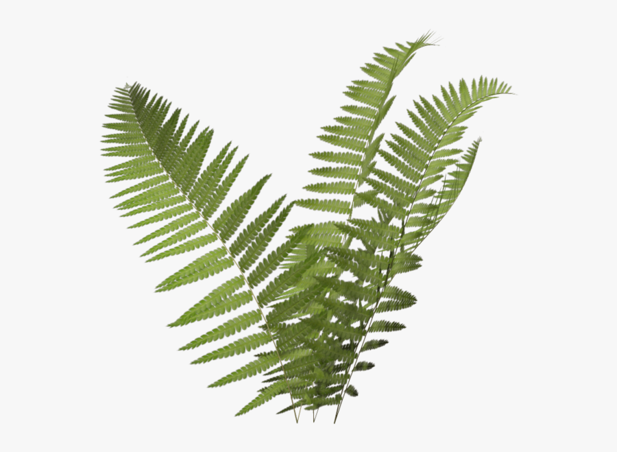 Bush Clipart Fern, Transparent Clipart