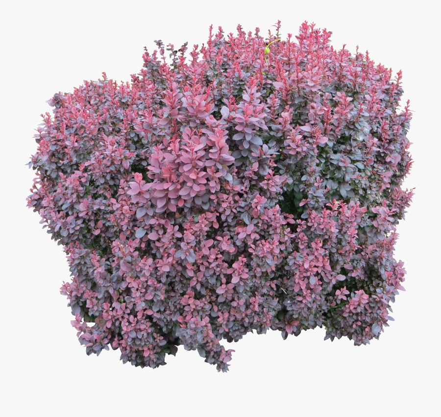 Bush Computer Shrub File Free Download Png Hd Clipart - Pink Flower Bush Png, Transparent Clipart