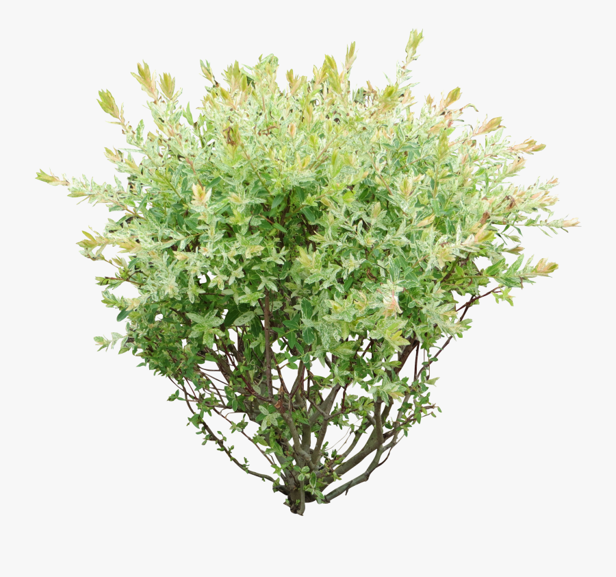 Rose Bush Clipart Green Bush - Bush Png, Transparent Clipart