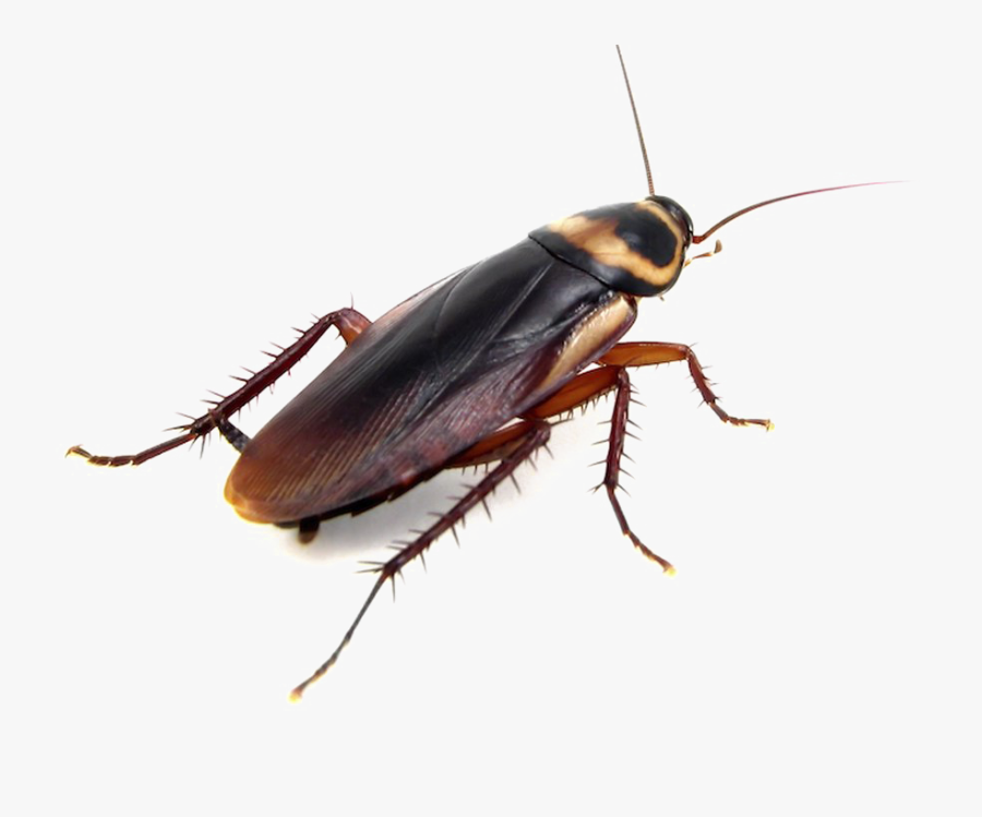 Transparent Cockroach Png - Cockroach Png, Transparent Clipart