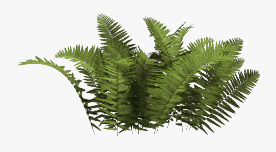 Bushes Png Clipart - Bush Plant Png, Transparent Clipart