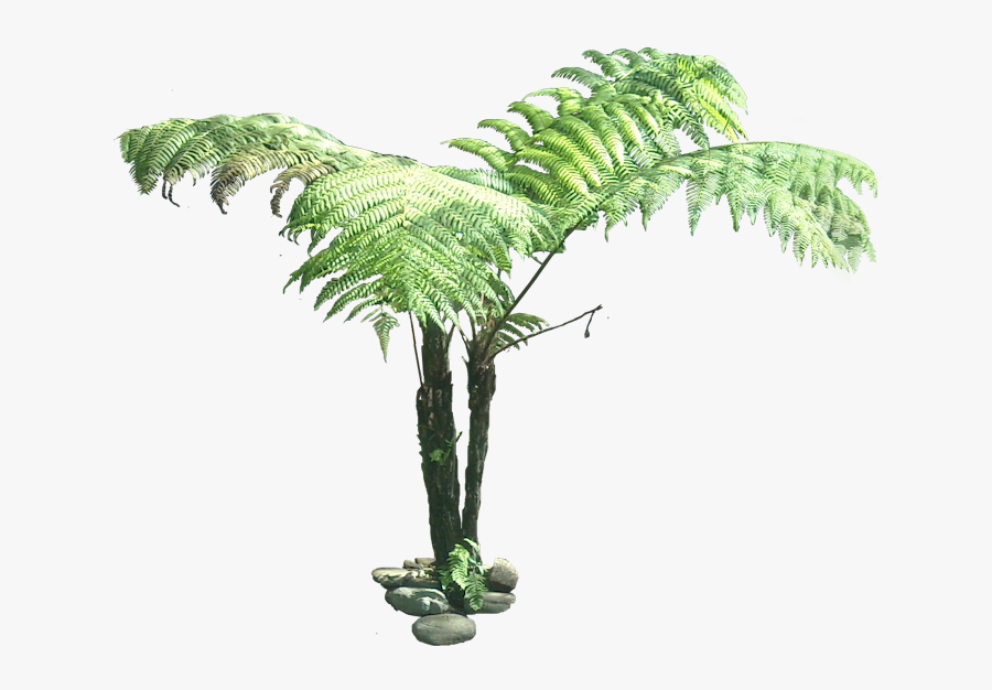 Bush Clipart Jungle Tree - Cyathea Cooperi, Transparent Clipart