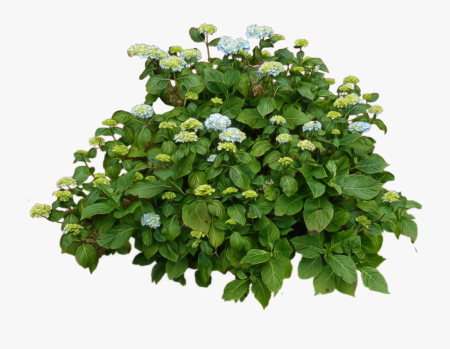 Bushes Transparent, Transparent Clipart