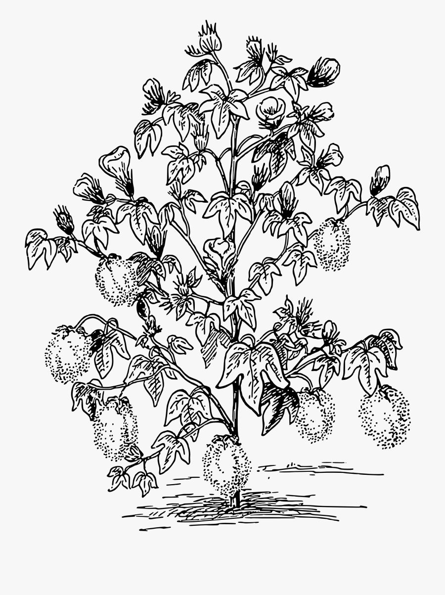 Cotton Big Image Png - Cotton Plant Clipart, Transparent Clipart