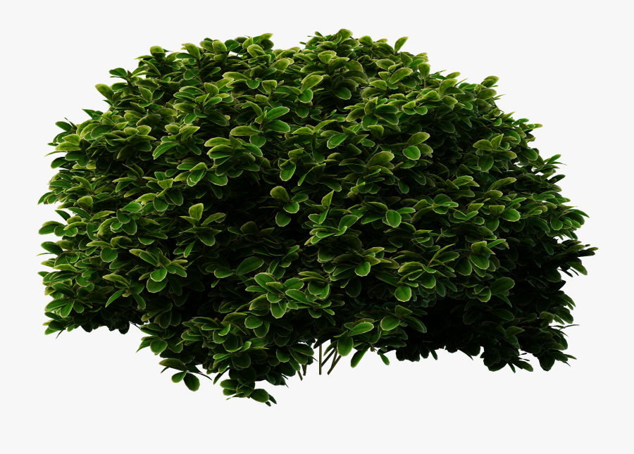 Evergreen Shrub Tree Bush Shrubs Bridal-wreaths Clipart - Shrub Png, Transparent Clipart