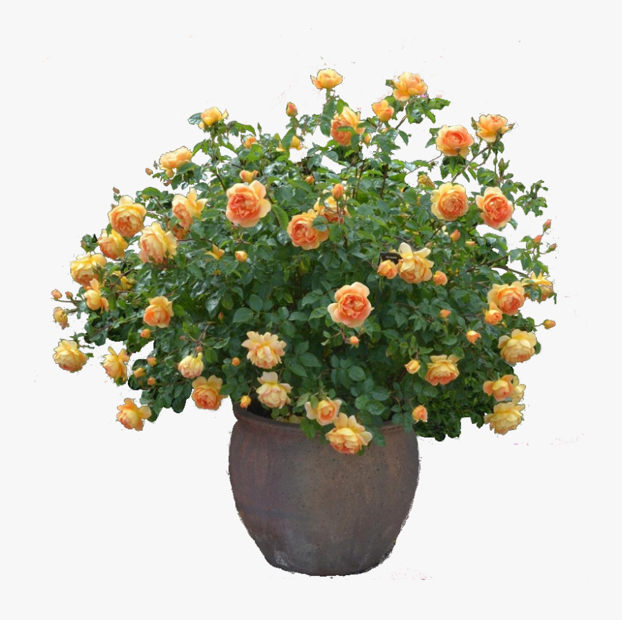 Clip Art Rose Cutout Plant Png, Transparent Clipart