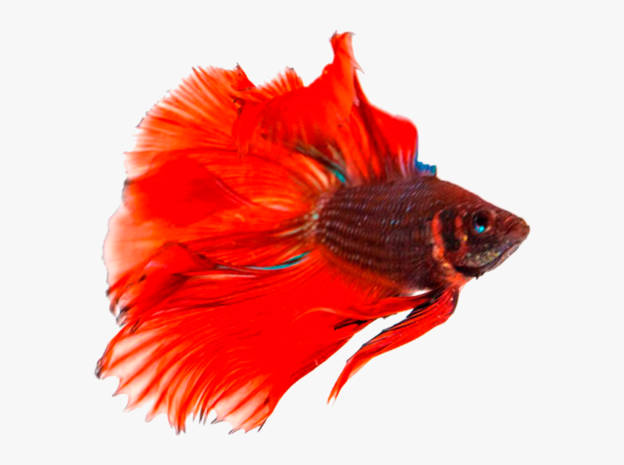 Betta Fish Png - Betta Fish Transparent Background , Free Transparent Clipa...