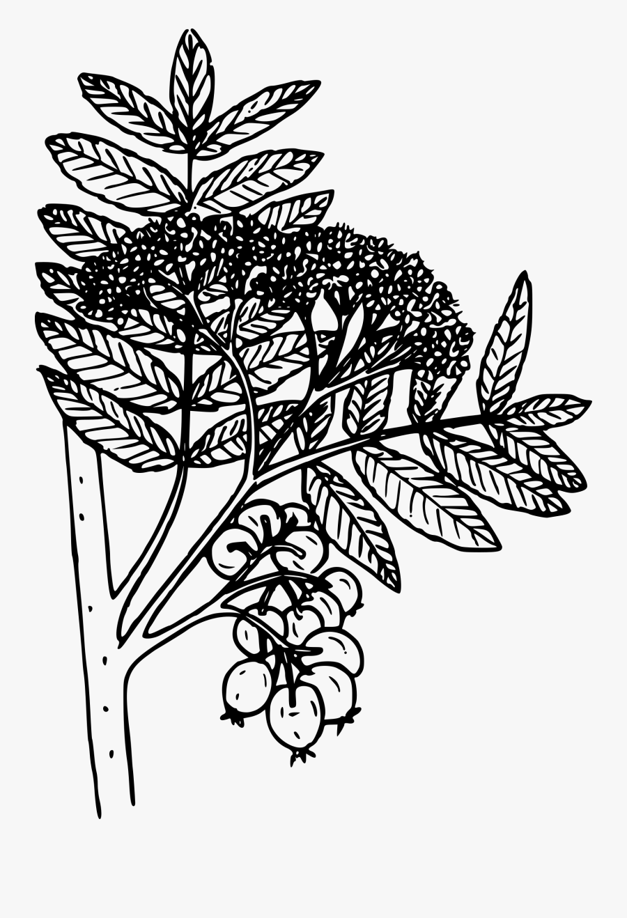Mountain Ash Clip Arts - Coloring Page, Transparent Clipart
