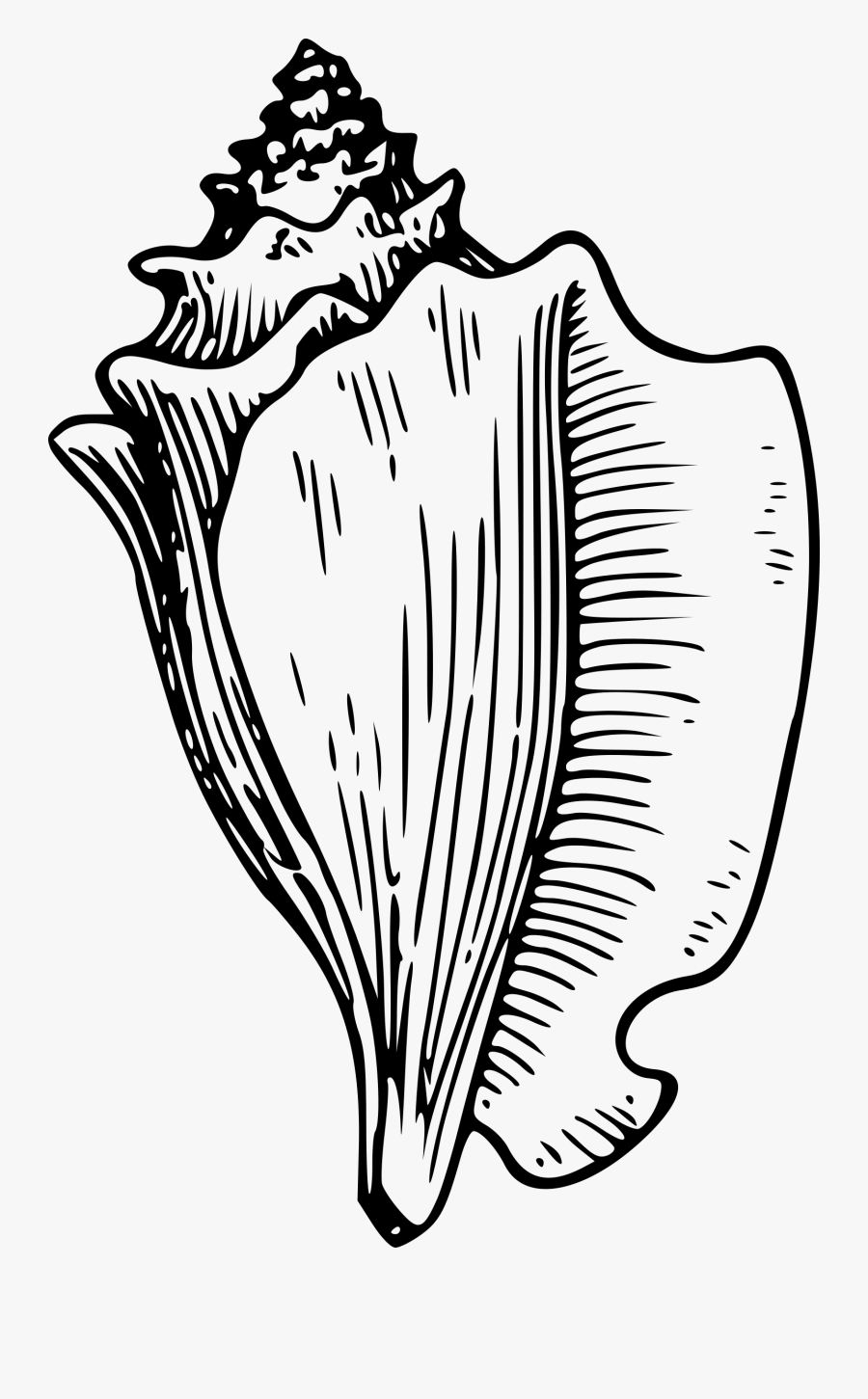 Shell The Fly Frames - Clip Art Conch Shell, Transparent Clipart