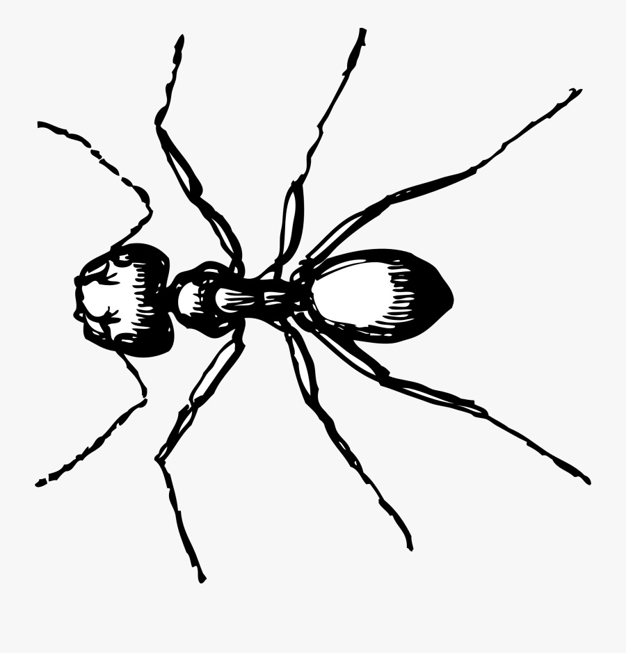 Ant Black And White Clipart, Transparent Clipart