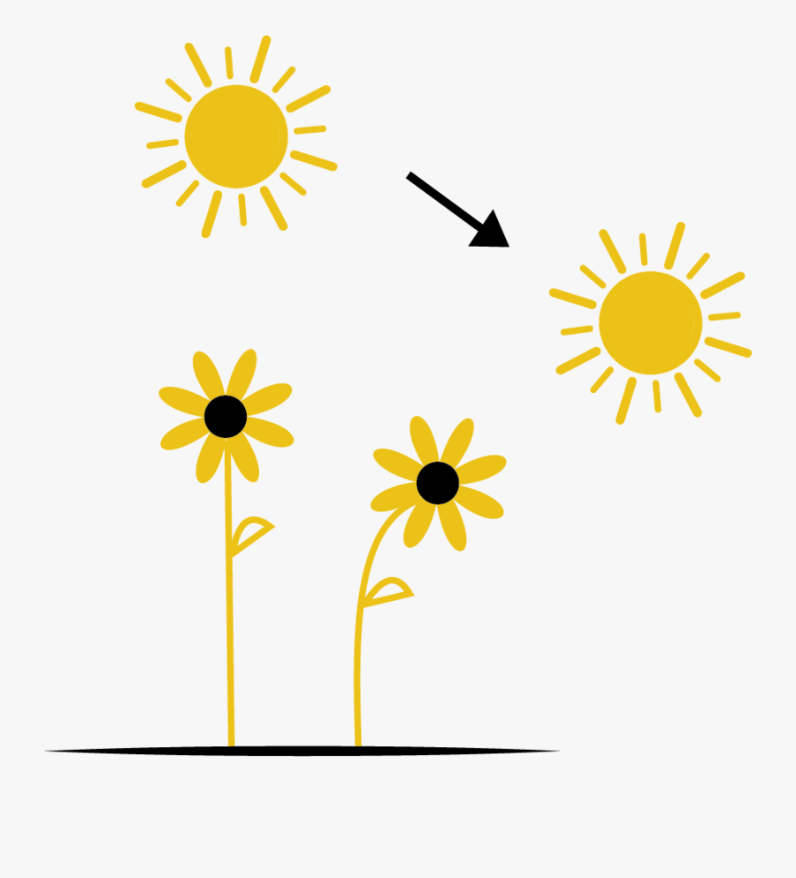 Heliotropic Effect, Transparent Clipart