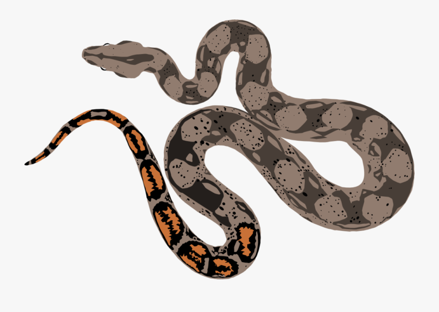 Drawing At Getdrawings Com - Boa Constrictor Draw Png, Transparent Clipart