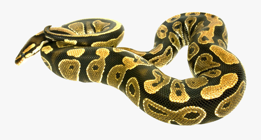 Snake Boa Constrictor, Transparent Clipart