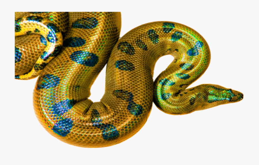 Transparent Yellow Snake Clipart - Yellow And Black Boa Constrictor, Transparent Clipart
