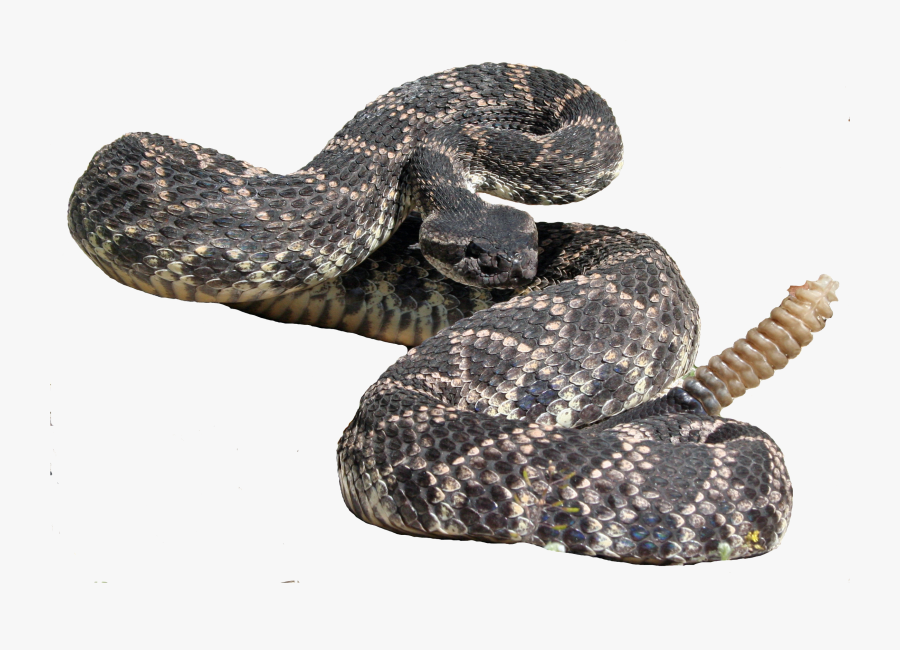 Eastern Diamondback Rattlesnake Hognose Snake Kingsnakes - Eastern Diamondback Rattlesnake, Transparent Clipart