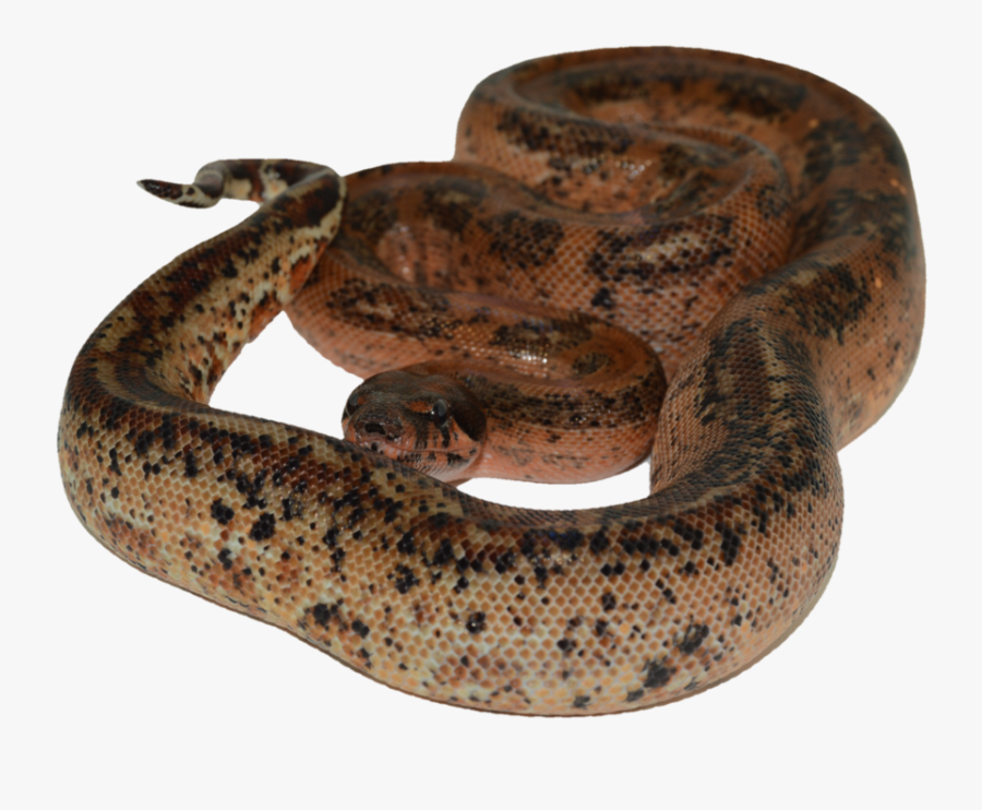 Serpent, Transparent Clipart