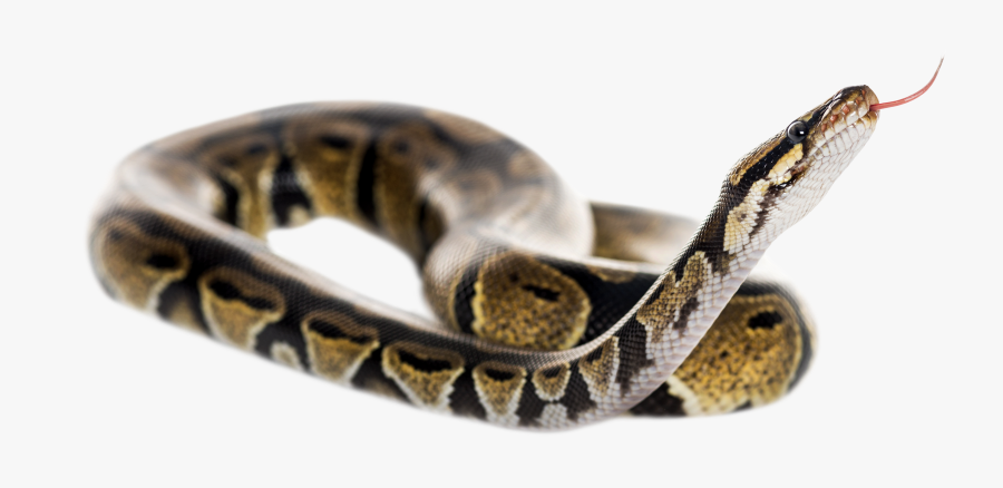 Ball Python Snake Transparent Background, Transparent Clipart