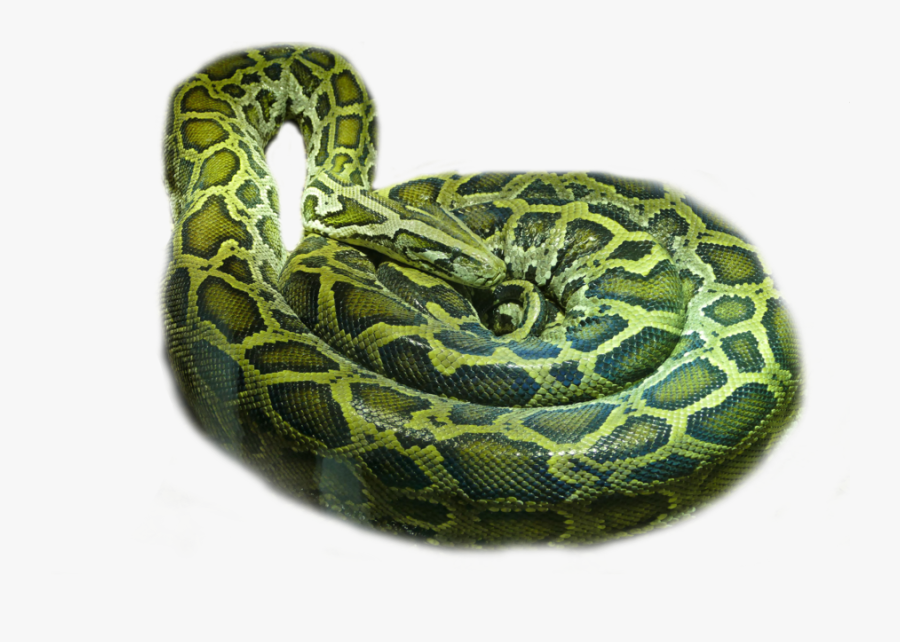 Rattlesnake Boa Constrictor - Boa Constrictor, Transparent Clipart